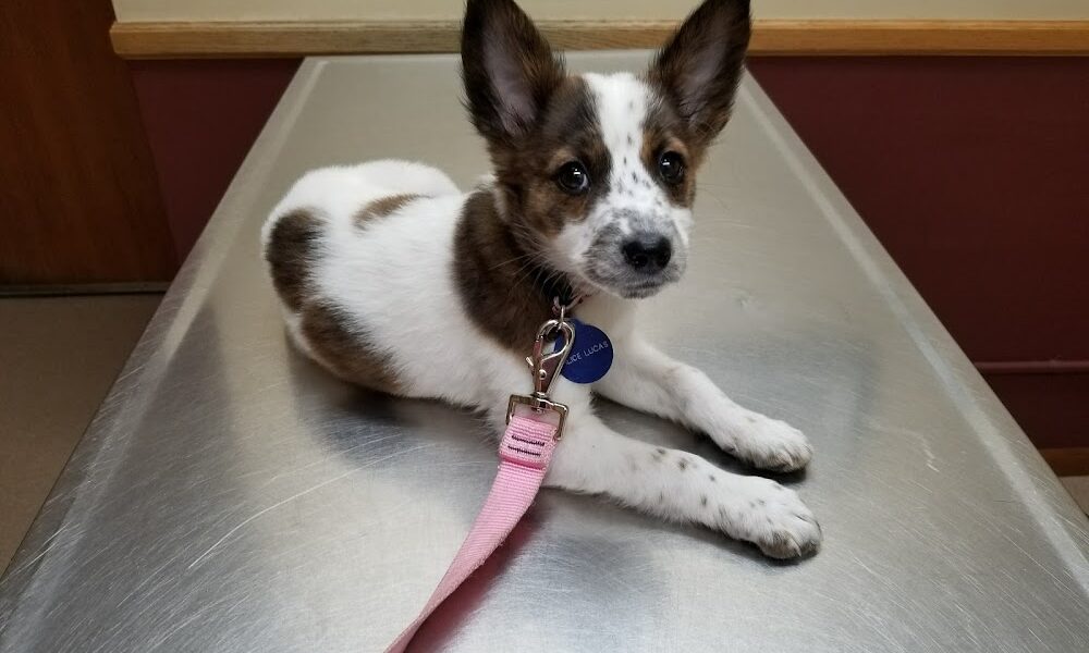 All Pets Animal Hospital