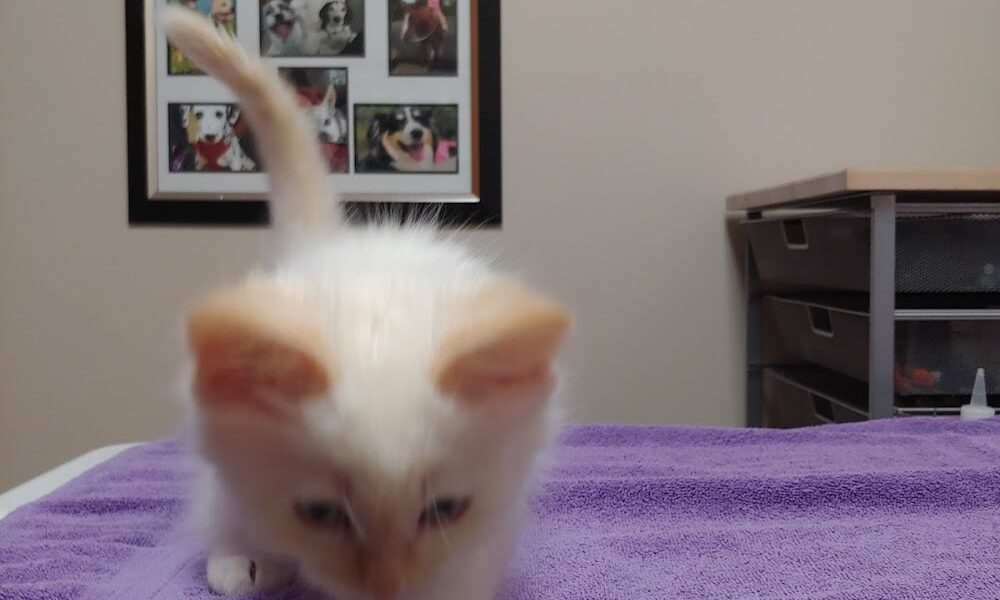 Blackberry Veterinary Center