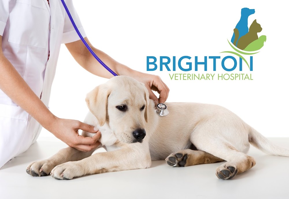 Brighton Veterinary Hospital