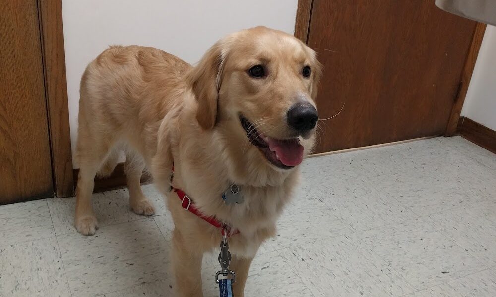 Centennial Veterinary Clinic