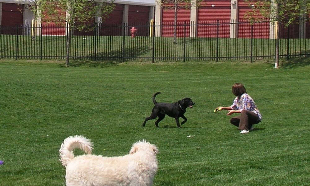 Companion Animal Hospital