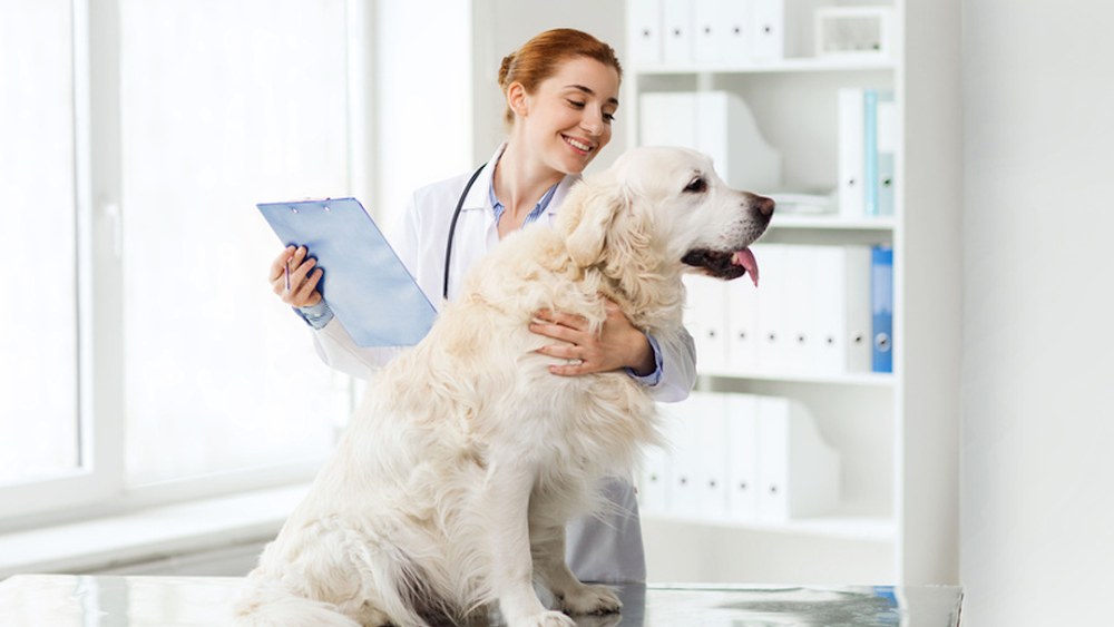 Dakota Pet Hospital
