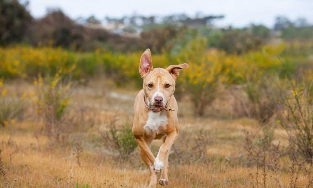 Hudson Road Animal Hospital