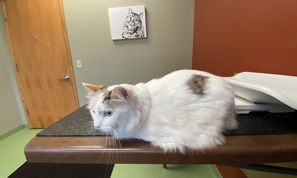 Lake Harriet Veterinary