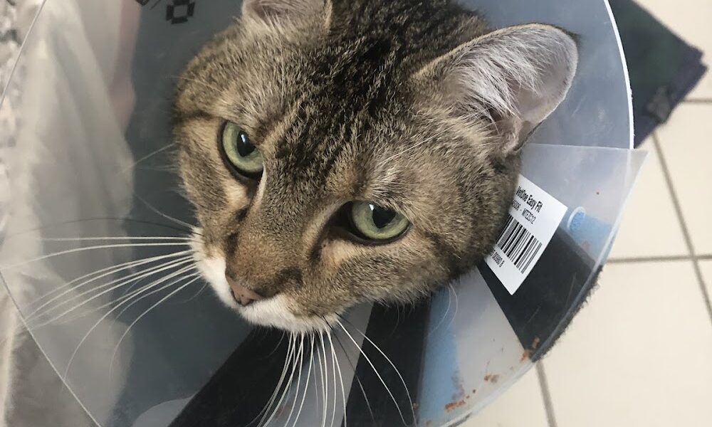 Minnetonka Animal Hospital