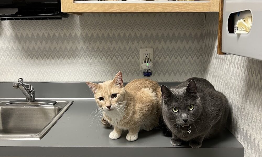 New Hope Animal Hospital – MN