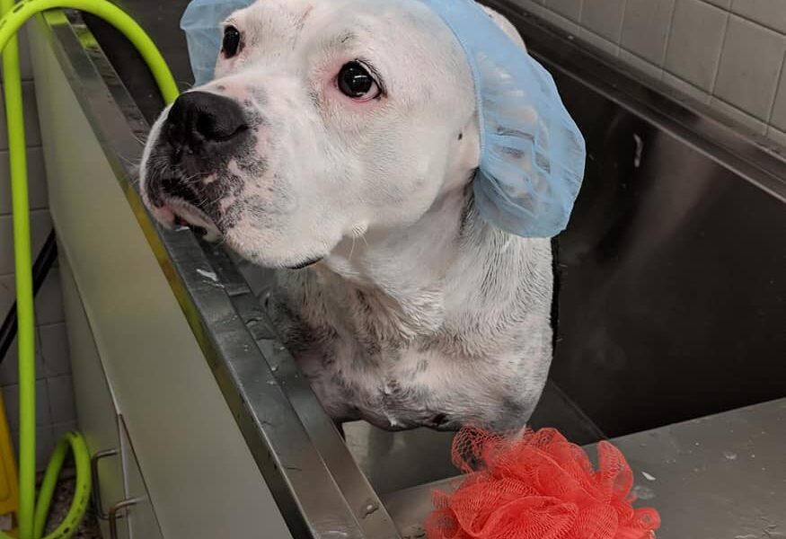 Nova Veterinary Clinic