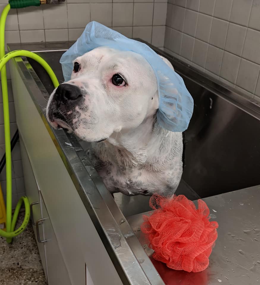 Nova Veterinary Clinic